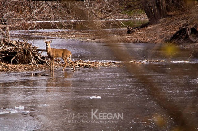 White Tail Deer in Icy River
